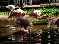 gal/holiday/Brazil 2005 - Foz do Iguacu Birds Sanctuary/_thb_Bird_Sanctuary_Iguacu_DSCF1203.jpg